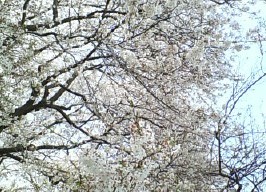 sakura.jpg (266x192..0.0kb) 